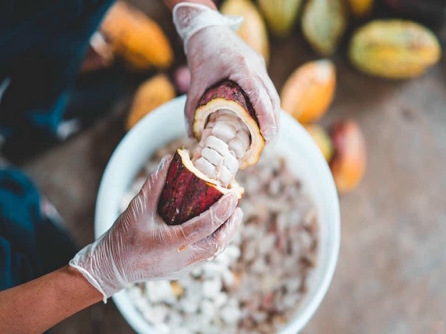 Độc đáo khám phá vườn cacao Trọng Đức