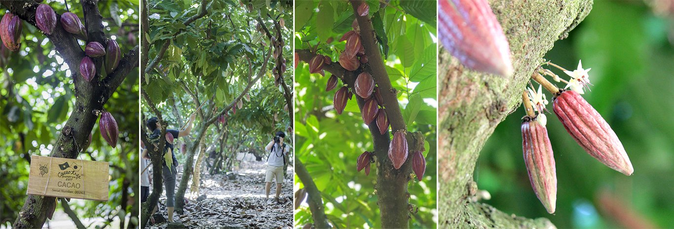 Độc đáo khám phá vườn cacao Trọng Đức