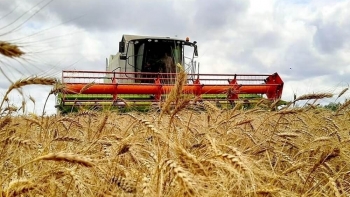 Nga: Thuế xuất khẩu lúa mì giảm từ ngày 15/3