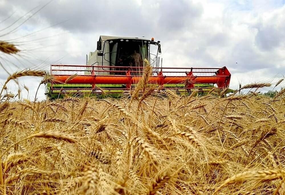 Nga: Thuế xuất khẩu lúa mì giảm từ ngày 15/3