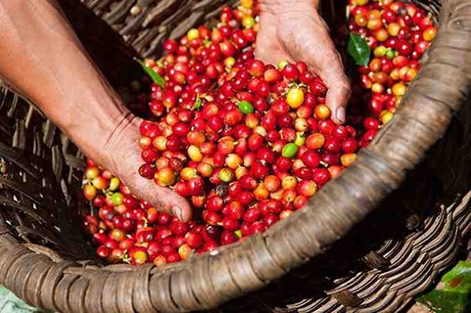 Giá cà phê hôm nay 13/3: Thị trường trong nước tuột mốc 48.000 đồng/kg