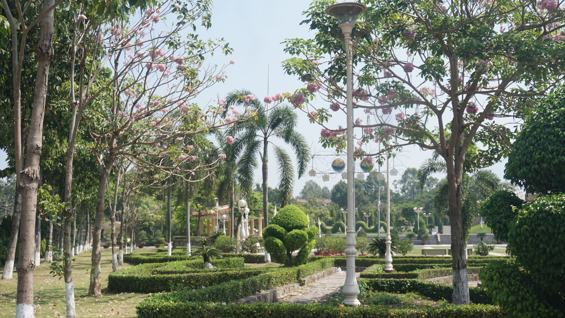 Xinh đẹp sắc kèn hồng Xinh đẹp sắc kèn hồng