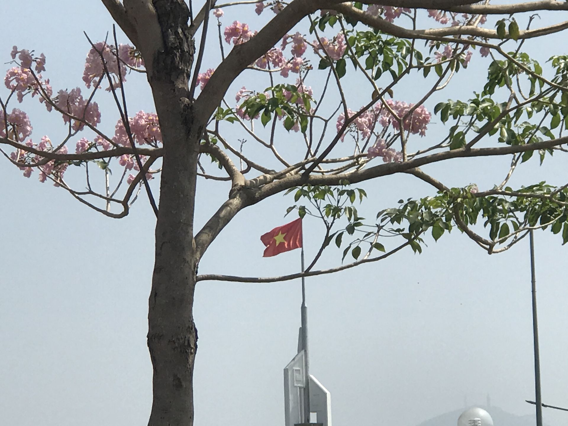 Xinh đẹp sắc kèn hồng Xinh đẹp sắc kèn hồng