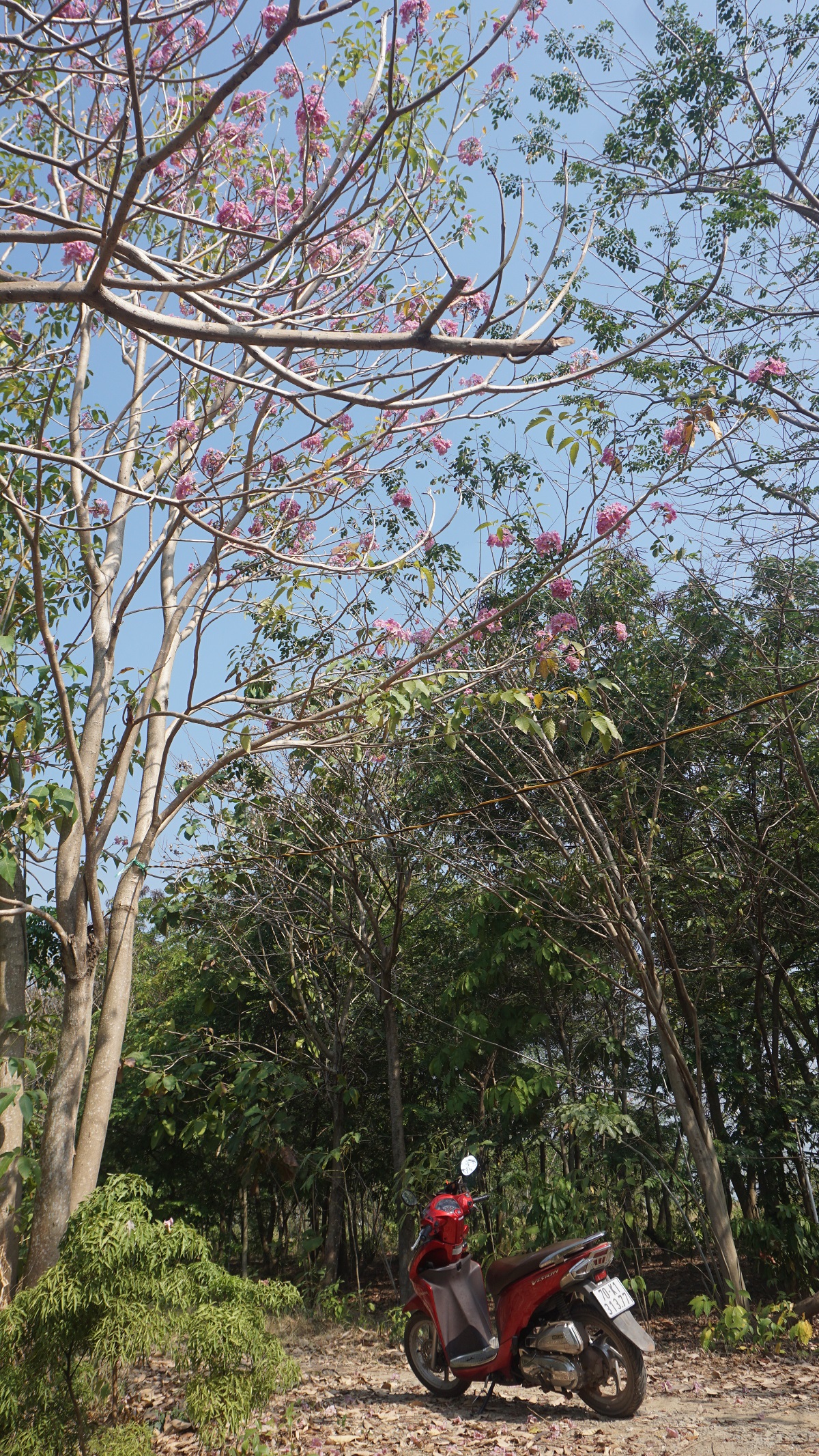 Xinh đẹp sắc kèn hồng Xinh đẹp sắc kèn hồng