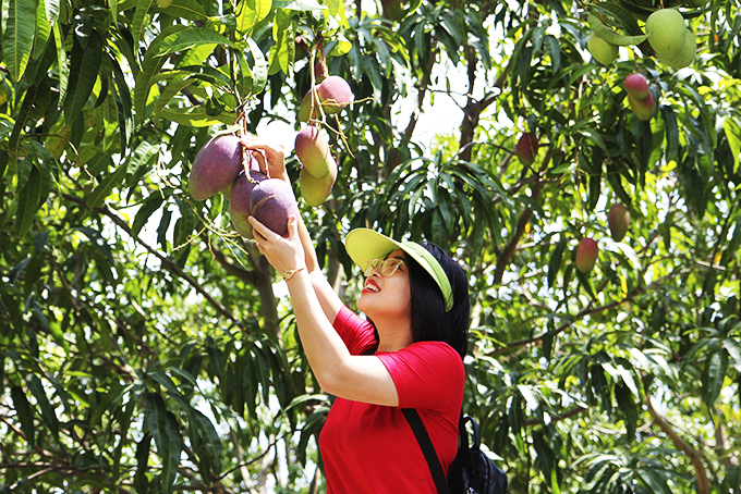 Trải nghiệm vườn xoài ở Cam Lâm, Khánh Hòa