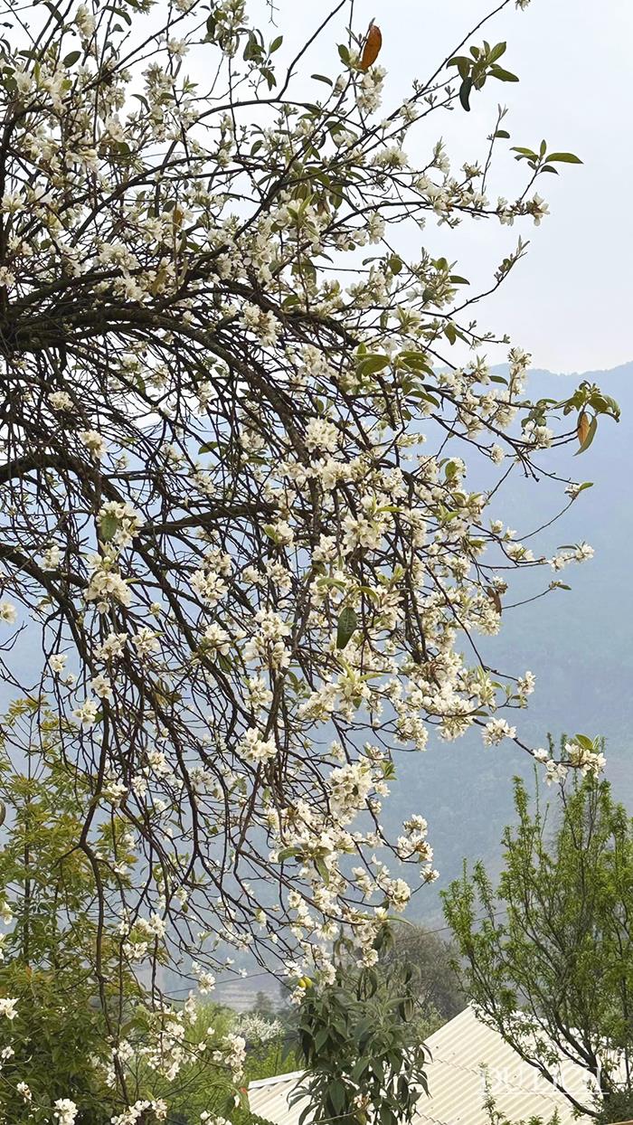 Về Nậm Nghiệp chiêm ngưỡng sắc hoa Sơn tra nở trắng núi rừng