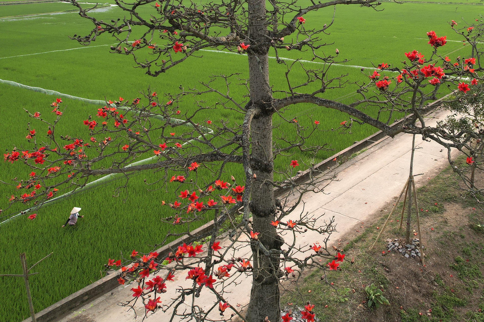 Hoa gạo nở đỏ rực từ nông thôn đến thành phố - 2