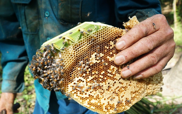 Cực nhọc nghề "trộm" mật ong dừa chỉ có ở miền Tây