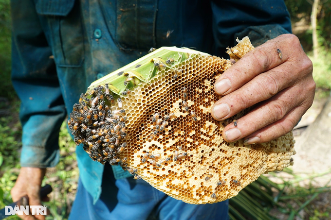 Cực nhọc nghề trộm mật ong dừa chỉ có ở miền Tây - 4