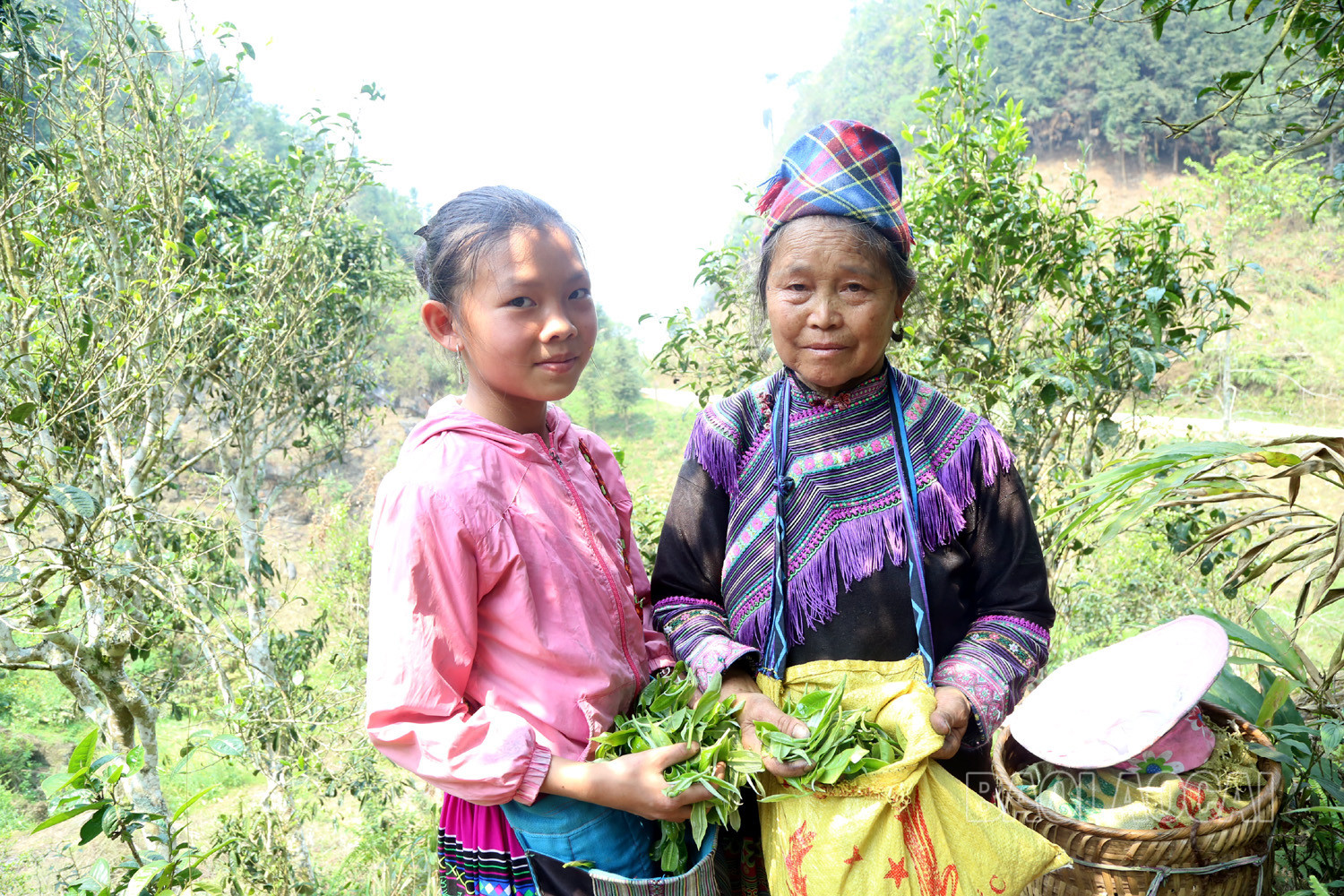 Gian nan nghề hái chè cổ thụ trên núi cao Tả Thàng Gian nan nghề hái chè cổ thụ trên núi cao Tả Thàng