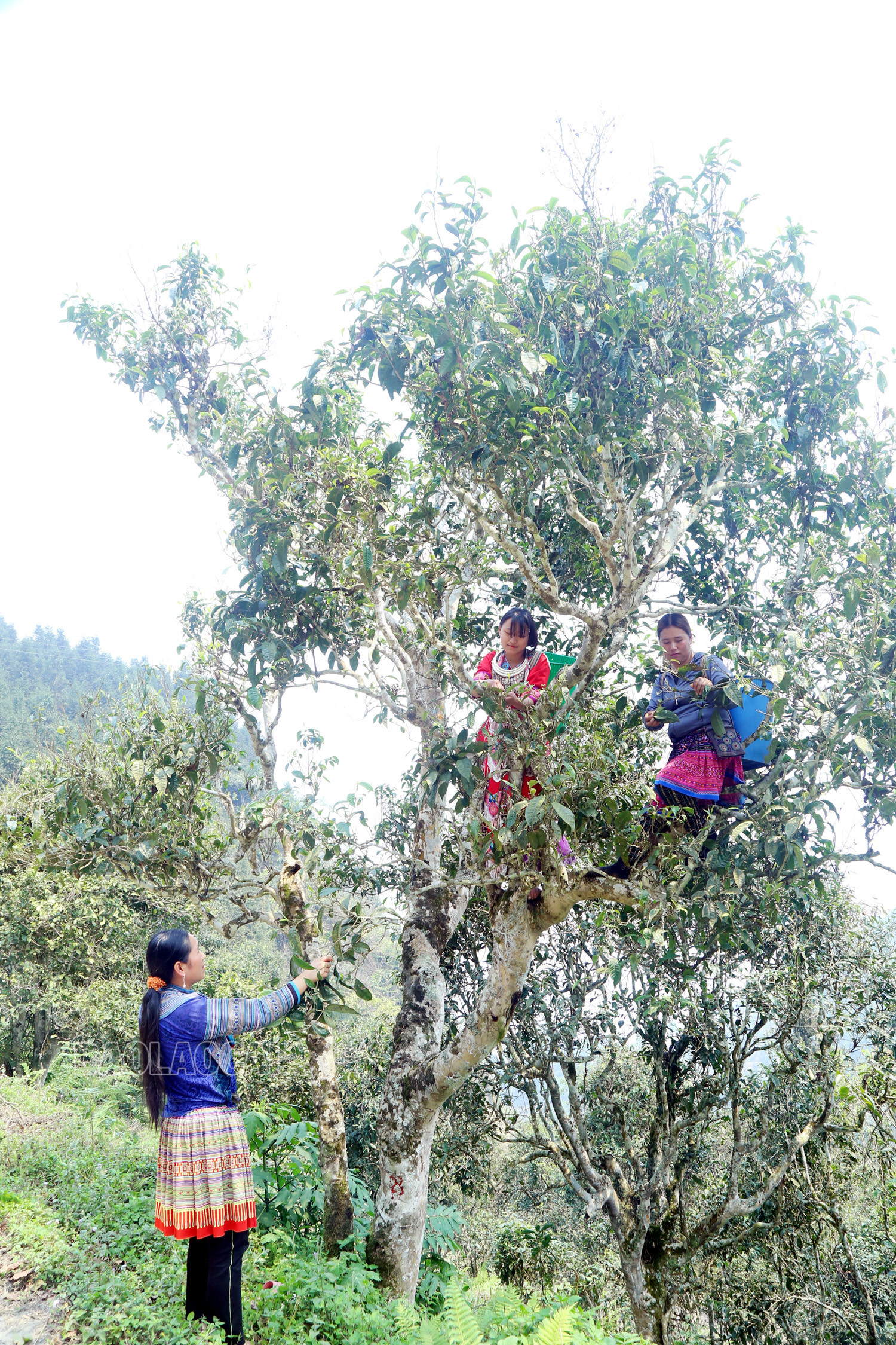 Gian nan nghề hái chè cổ thụ trên núi cao Tả Thàng