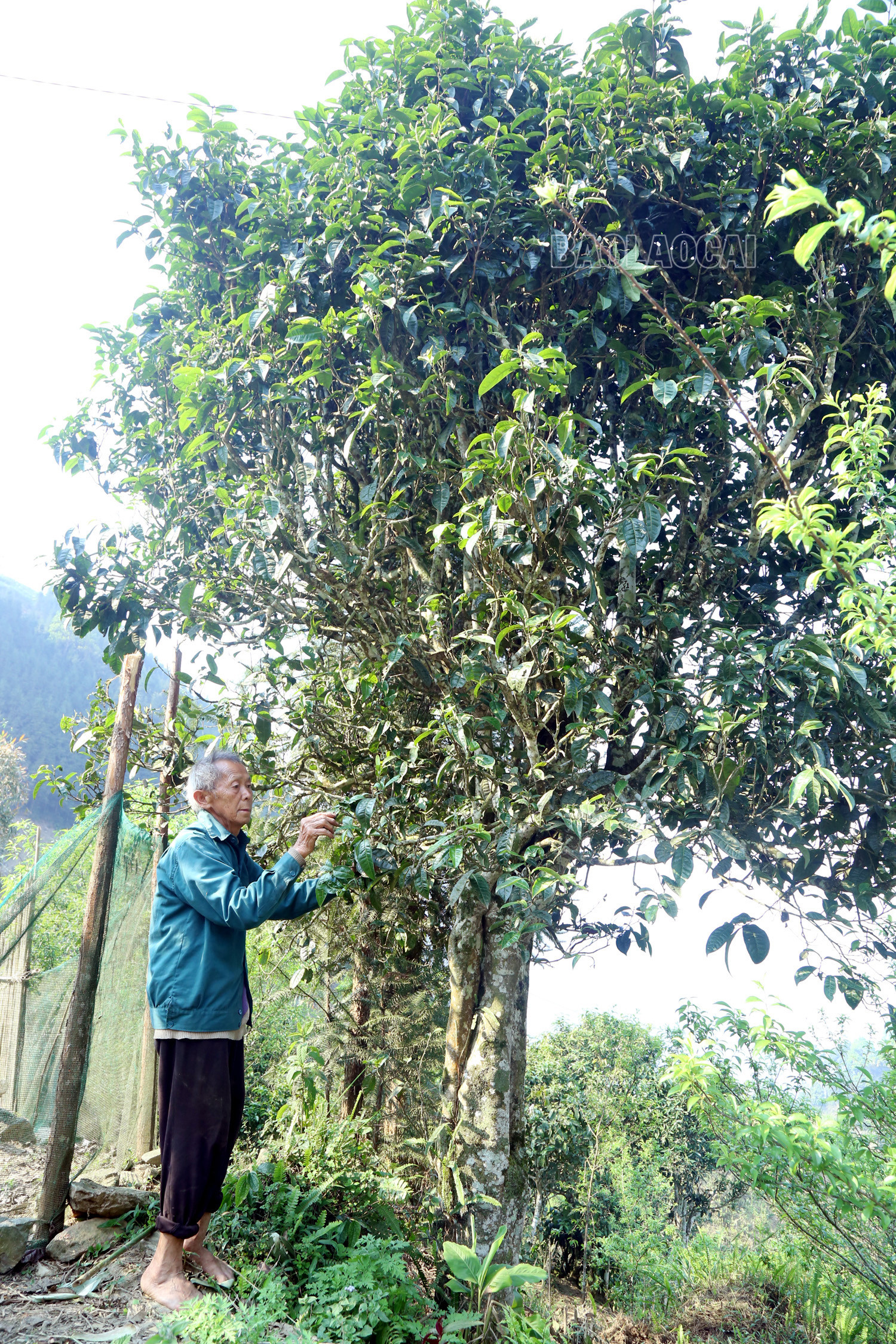 Gian nan nghề hái chè cổ thụ trên núi cao Tả Thàng