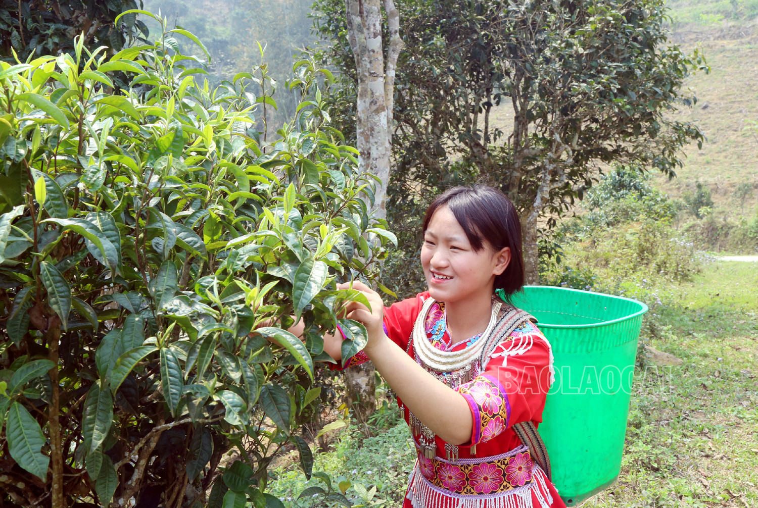 Gian nan nghề hái chè cổ thụ trên núi cao Tả Thàng Gian nan nghề hái chè cổ thụ trên núi cao Tả Thàng