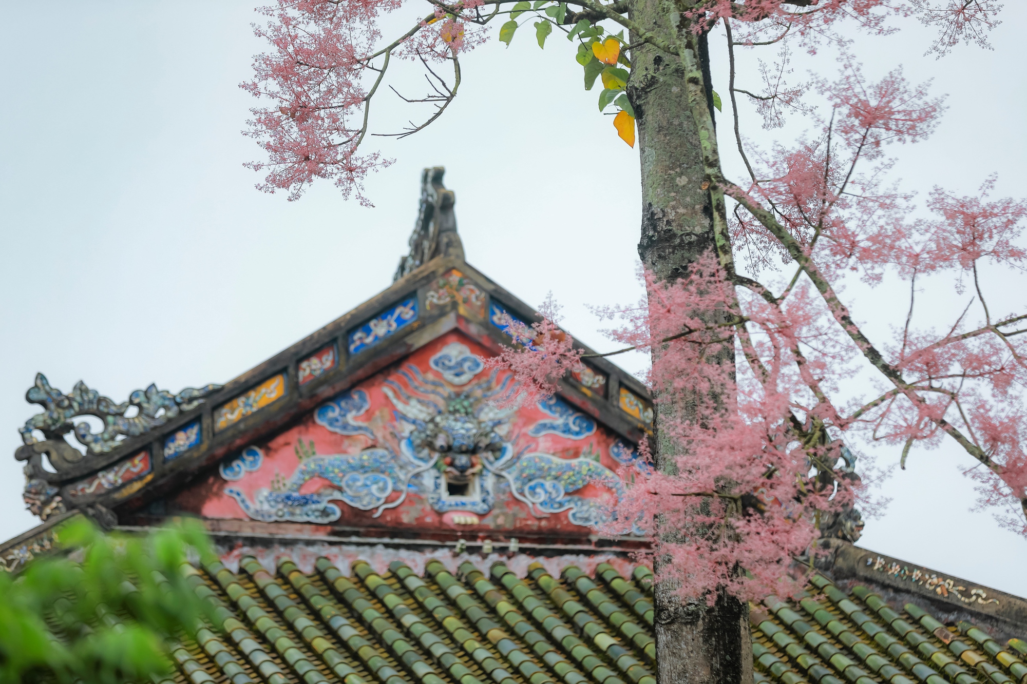 Đẹp nao lòng mùa ngô đồng đơm hoa ở Hoàng thành Huế