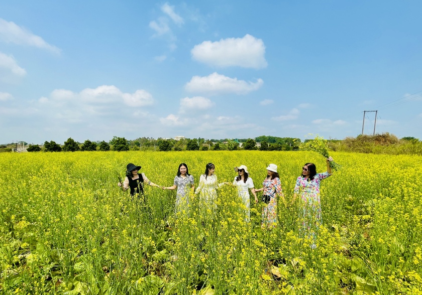 Ngắm cánh đồng hoa cải vàng nở rộ ở ngoại ô Pleiku