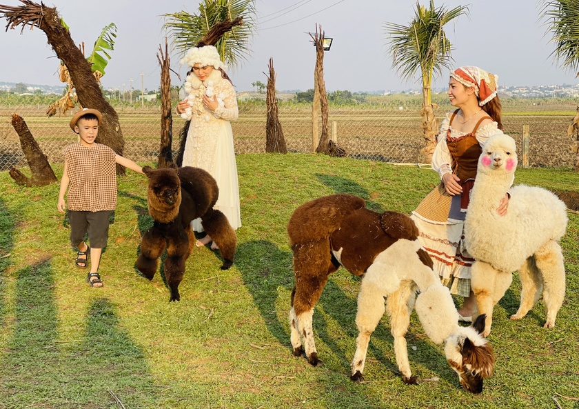 Nông trại ở Gia Lai hút khách nhờ nuôi lạc đà Alpaca