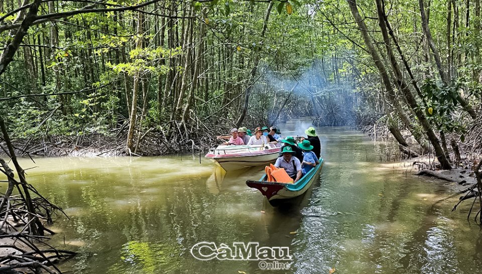 Cà Mau: Trải nghiệm hấp dẫn từ du lịch xuyên rừng