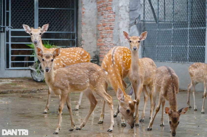 Hiện, với 30 con hươu thử nghiệm, anh Trịnh Ngọc Liên đang thu về 200 triệu đồng/năm (Ảnh: Thanh Tùng).