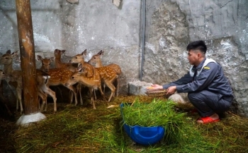 Chàng trai trẻ kiếm trăm triệu đồng mỗi tháng bỏ về quê, mơ làm "vua hươu"