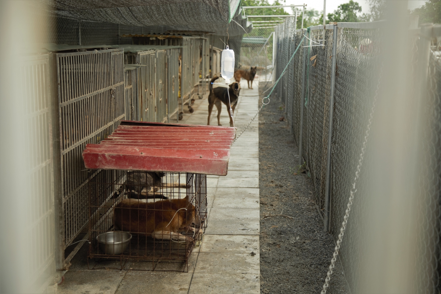 Nhóm cứu hộ Sân nhà nhiều chó: “Hoạt động cứu hộ mà chỉ đi cứu thì như muối bỏ bể...”