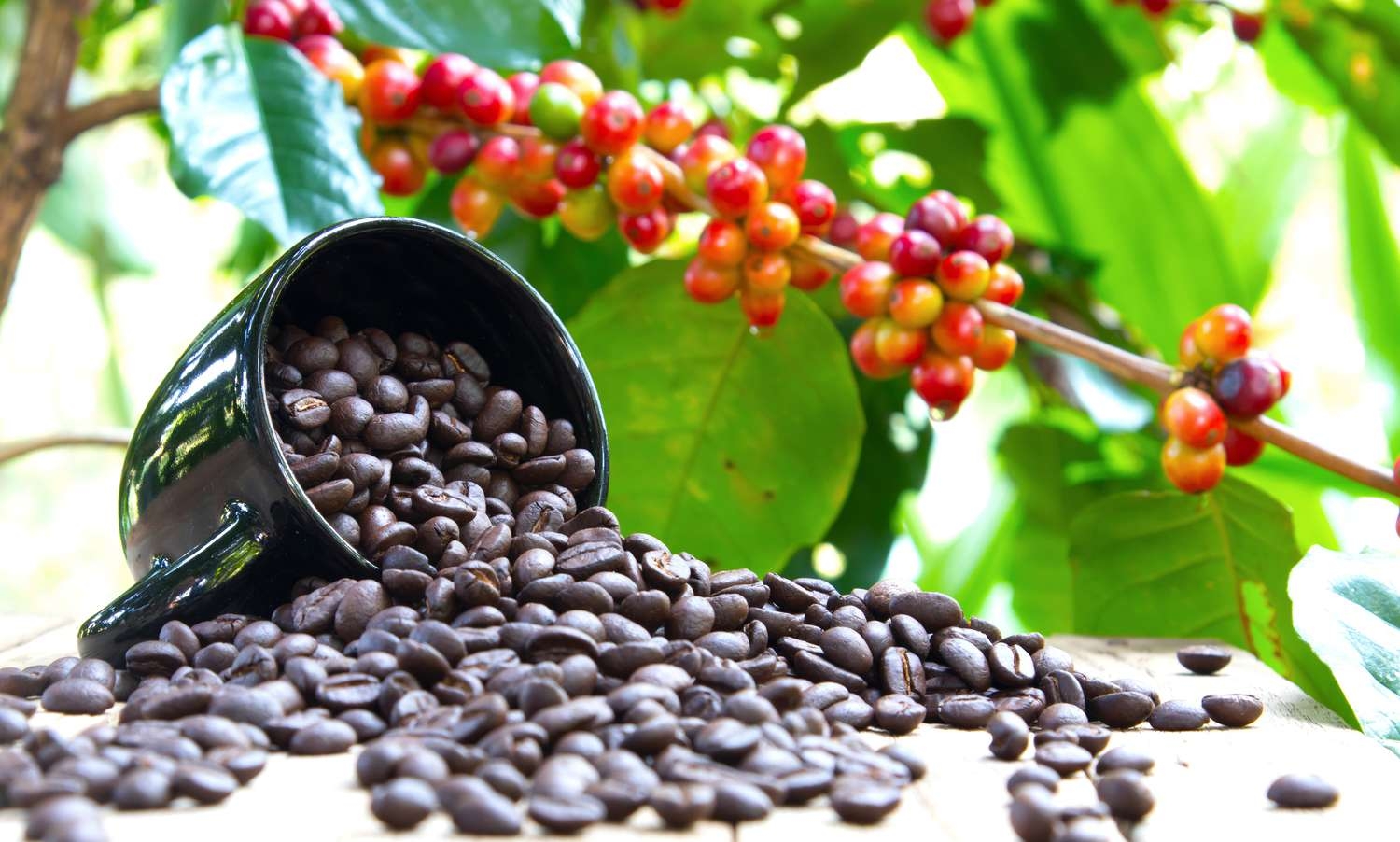 Giá cà phê hôm nay 2/5: Arabica giảm nhẹ