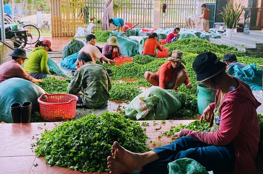 Đại lý thu mua rau má của gia đình bà Hương (Ảnh: Bảo Sương).