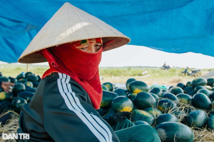 Thất thần, thảm não vì dưa hấu mất mùa, mất giá là tâm trạng chung của nhiều hộ dân tại huyện Bố Trạch (Ảnh: Tiến Thành).