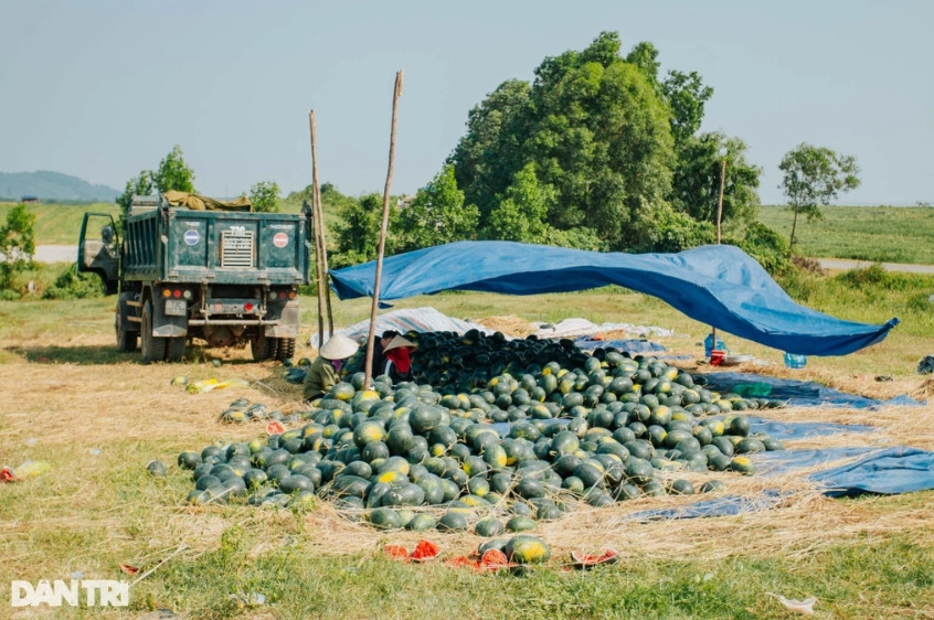 Dưa hấu rớt giá, thương lái cũng chẳng mặn mà thu mua (Ảnh: Tiến Thành).