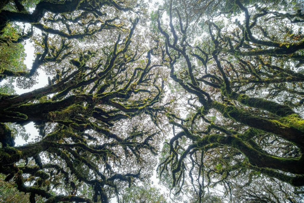 Tây Côn Lĩnh   Những cánh rừng rêu trông thật ma mị, bí ẩn như trong những bộ phim