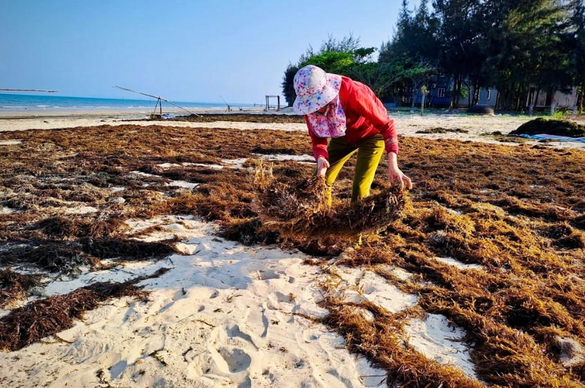 Bờ biển các xã Quảng Phú, Quảng Đông mùa này đang trở thành bãi phơi rong của bà con ngư dân (Ảnh: Đ.T).