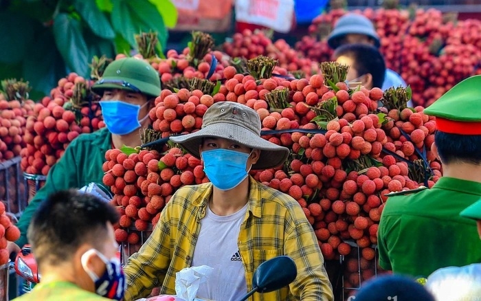Hàng trăm thương nhân Trung Quốc đăng ký nhập cảnh Việt Nam thu mua vải thiều