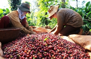Xuất khẩu cà phê sang Indonesia, Hà Lan tăng trưởng 3 con số