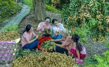 Mùa nhãn về trên đất Hưng Yên