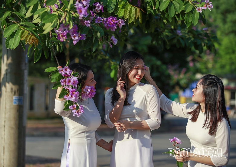 Sắc tím hoa bằng lăng Sắc tím hoa bằng lăng