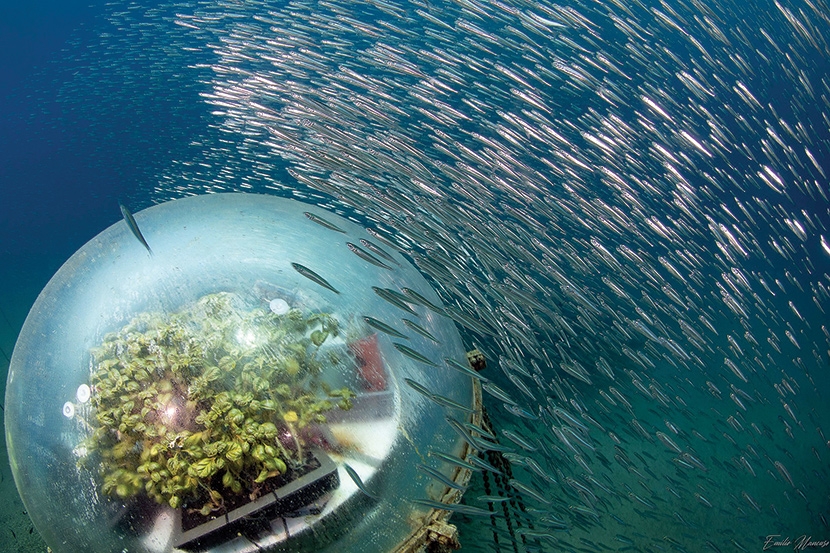Vườn nhà kính dưới biển đầu tiên trên thế giới
