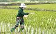 Giá phân bón hôm nay 25/5: Nguồn cung Urê mỏng