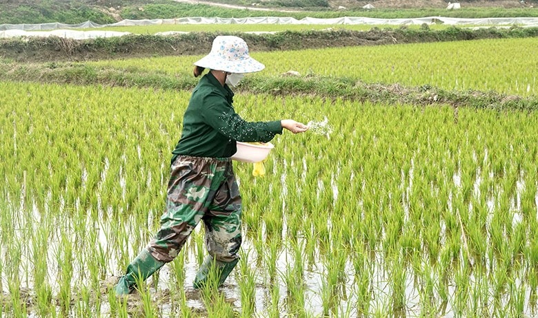 Giá phân bón hôm nay 25/5: Nguồn cung Urê mỏng