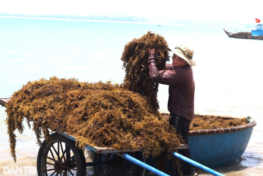 Mỗi ngày, người dân có thể khai thác 2-3 tạ rong (Ảnh: Ngô Linh).