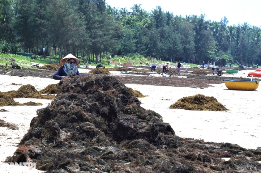 Rong khô có giá 8.000 đồng/kg (Ảnh: Ngô Linh).