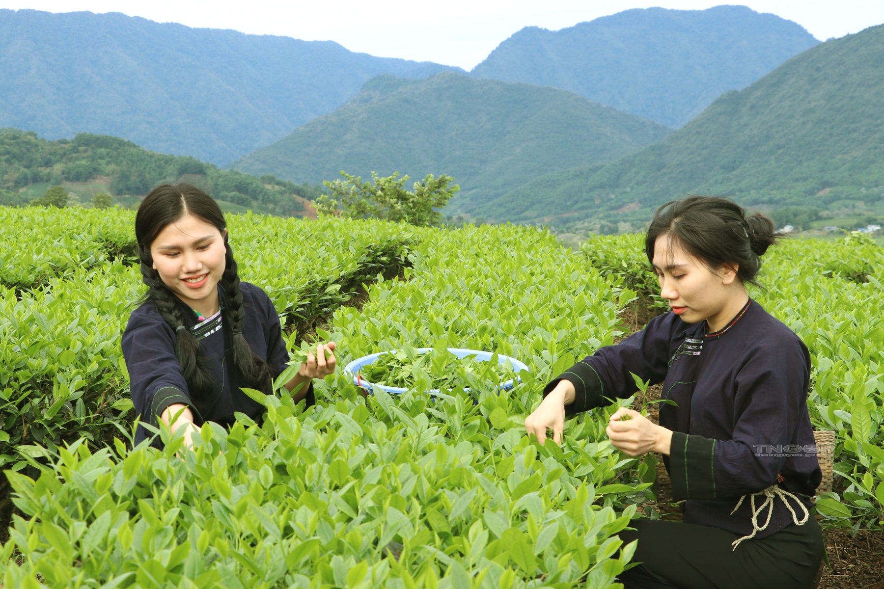 Thái Nguyên: Phát triển du lịch gắn với sản phẩm trà và văn hóa trà
