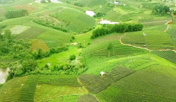 Thái Nguyên: Phát triển du lịch gắn với sản phẩm trà và văn hóa trà