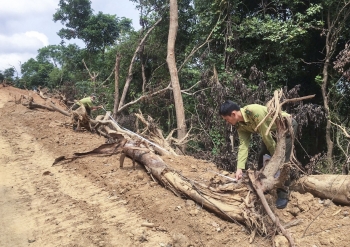 Làm rõ vụ phá rừng tự nhiên tại Quảng Ngãi