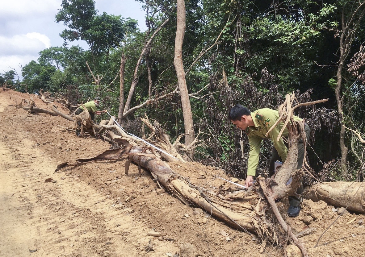 Làm rõ vụ phá rừng tự nhiên tại Quảng Ngãi