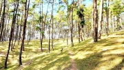 Điểm check in tại rừng thông Yên Minh - Thảo nguyên xanh giữa miền đá núi