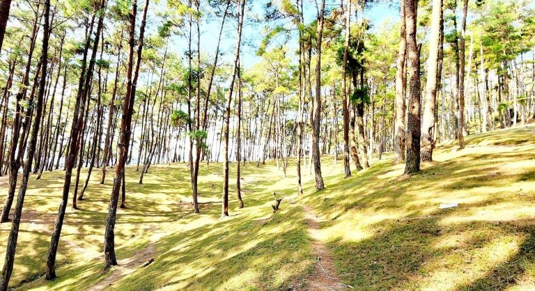 Điểm check in tại rừng thông Yên Minh – thảo nguyên xanh giữa miền đá núi