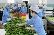 Điều kiện để xuất khẩu nông sản “về đích”: Phát triển doanh nghiệp “đầu tàu”