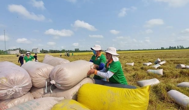 Tin tức kinh tế ngày 4/6: Xuất khẩu gạo đạt kỷ lục và thắng lợi kép