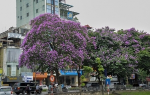 Thời tiết ngày 9/6/2023: Mưa dông diện rộng tiếp tục bao phủ Bắc Bộ