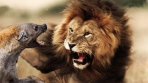 Tại sao linh cẩu và sư tử đều “không đội trời chung”?