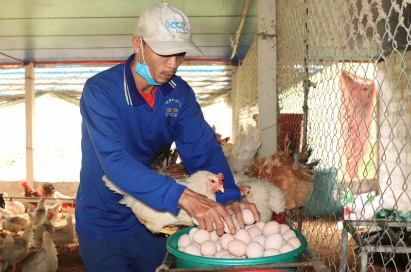 Mỗi ngày, lao động thu gom hơn 2.000 đến 2.500 quả trứng tại trang trại (Ảnh: V.C.).